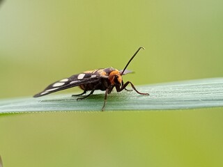 Close up photo of a moth on a green background on grass 