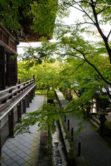 永観堂禅林寺の初秋の庭園の風景