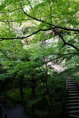 永観堂禅林寺の初秋の庭園の風景
