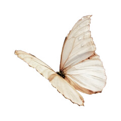 butterfly on a white background © PNG 