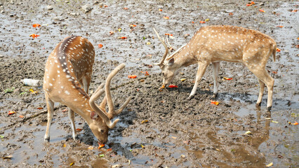 Beautiful chital or spotted deer grazing in grass in Indonesia National Park
