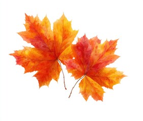 Two vibrant autumn maple leaves