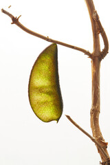 Backlit Seed Pod on Dried Vine, Leaf of a tree on a white background, close-up