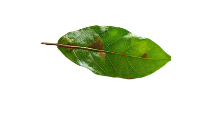 Obraz premium green leaf isolated on white