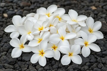 Pile of white and yellow plumeria flowers on black lava rock background. Perfect for tropical themes, spa designs, or island vacation promotions.