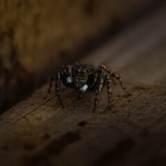 Extreme close-up macro shot of a black spider with detailed hairy legs and bright eyes sitting on natural wood, warm and dark moody nature background, wildlife photography.