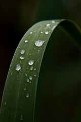 drops on a leaf
