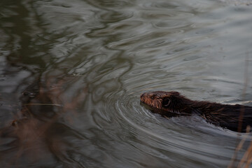Canadian Beaver Swimming Landscape