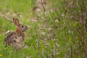 Cottontail Rabbit up close in short grass