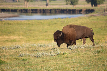 Grazing Bison in the meadow by the river