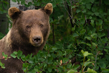 Cinnamon black bear portrait