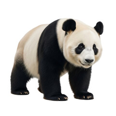 Fototapeta premium Adorable Giant Panda Walking Isolated on Transparent Background