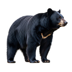 Large Asian Black Bear Standing Isolated on Transparent Background