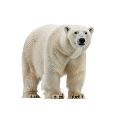 Fototapeta premium Grand Polar Bear Standing Majestic on Transparent Background