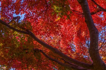 木漏れ日浴びて輝くカラフルなモミジの紅葉情景