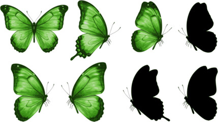 Collection set of green butterflies isolated on a transparent background
