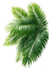 Naklejka premium Lush palm fronds against white (1)