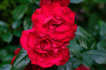Vibrant red roses with water droplets glisten under natural light in a lush garden setting