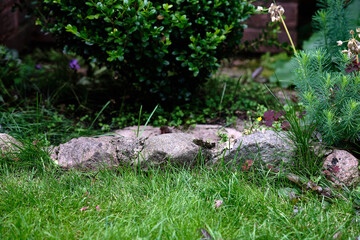 Green garden area with stone edging and plants in a quiet residential setting on a sunny afternoon