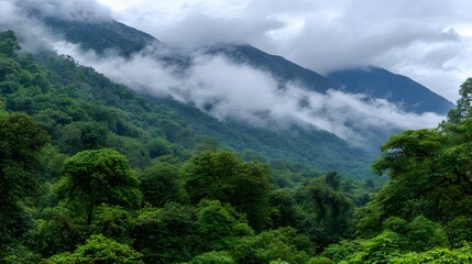Obraz premium Misty mountain range shrouded in a dense forest.