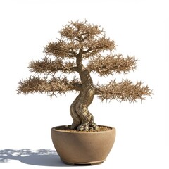 Obraz premium Bonsai tree in pot isolated on white background. use cases: decoration, presentation.