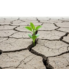Green sprout growing in cracked earth isolated on white background. use cases: hope, resilience.