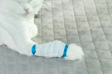 Injured white cat with IV catheter on front paw