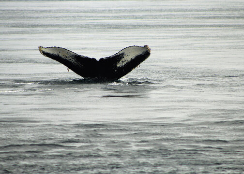 humpback whale tail