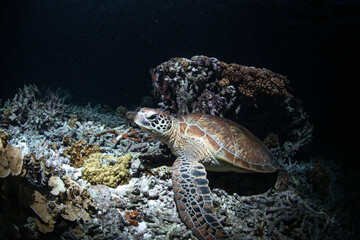 A green sea turtle resting amongst the coral of the Southern Great Barrier Reef.