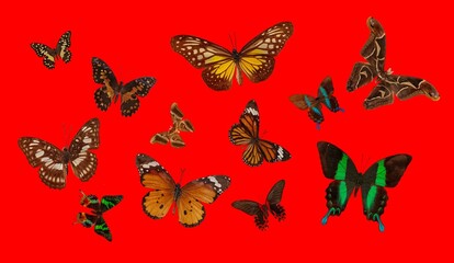 Seamless pattern background with butterflies, fabric, paper, and wallpaper.
