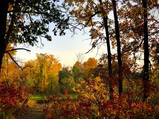 Fall nature. Fall forest. Forest with sunlight. Autumn tranquil background. Autumn scene.