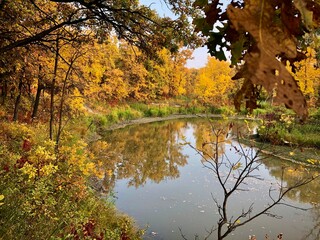 Fall nature. Fall forest. Forest with sunlight. Autumn tranquil background. Autumn scene.