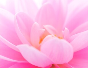 Fototapeta premium Close-up soft focus of a pink flower