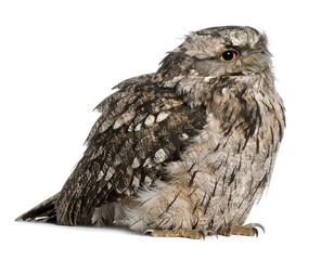 Fototapeta premium Close-up profile view of a tawny frogmouth