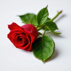 Single red rose with green leaves on white background, symbol of love, beauty, and passion in floral arrangement