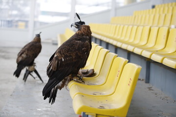 The Central Asian golden eagle is one of the largest representatives of its species.