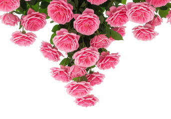 A cascade of delicate pink roses with lush green leaves isolated on transparent background