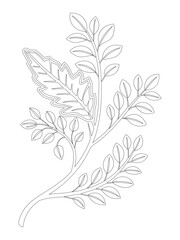 Floral Botanical Branch Line Art