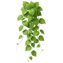Vibrant green heart shaped leaves of a trailing pothos plant isolated on transparent background