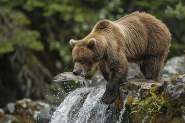 Bear catching fish in a river during the day in a lush forest setting