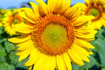 Yellow sunflower close-up. Natural young sunflower in the field.
