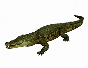 Obraz premium a 3D render of crocodile, positioned left, isolated white background