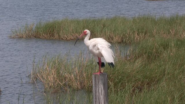  American white ibis bird in Florida wetland