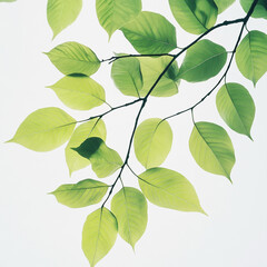 Naklejka premium Bright green leaves on dark branches against a white background tree branch nature
