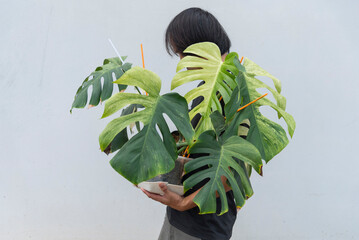Monstera Deliciosa x Borsigiana Mint variegated in the pot 
