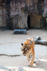 tiger in the zoo