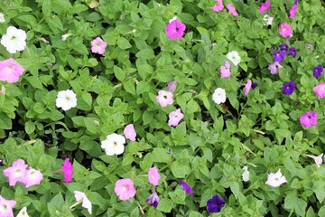 petunia,  colorful petunia flowers growing in the garden
