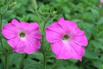 petunia, pink  petunia flowers growing in the garden