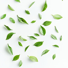 Scattered Fresh Green Tea Leaves on White Background green leaves organic