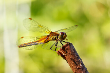 a beautiful red dragonfly on a branch in a blurred background with highlights and bokeh. space for text. a colorful macro photo of an insect. close-up. screensaver.